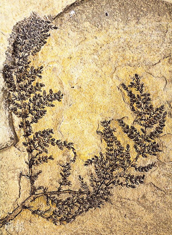 Montsechia vidalii�Ļ�ʯ