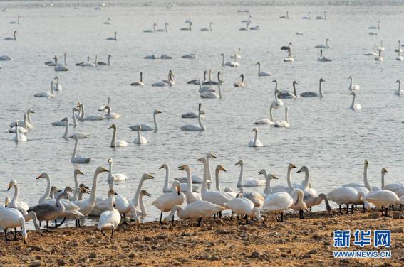 �M�붬�������������Z�����������w�㵽����ʡ���T�{���S�ӝ�ؗ�ϢԽ�������T�{��^(q��)׃���S���ϵġ����Z�������S���S�ӝ�����B(t��i)�h(hu��n)���Ĳ�������������T�{��^(q��)Խ�������Z��(sh��)���������ӡ����DƬ��Դ�����A�磩