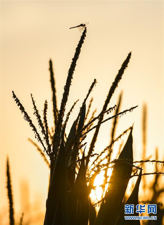 ������(x��)��ƽ�r(sh��)���Ї���ɫ���(hu��)���x˼��ָ���¡����r(sh��)����������ƪ�¡���(x��)��ƽ����ӛ�P(gu��n)���¡��D�Ļ���(d��ng)����9��׌���ճԵ��߀Ҫ�Եúá�������(sh��)�Zʳ��ȫ���A(ch��)�����Ї����